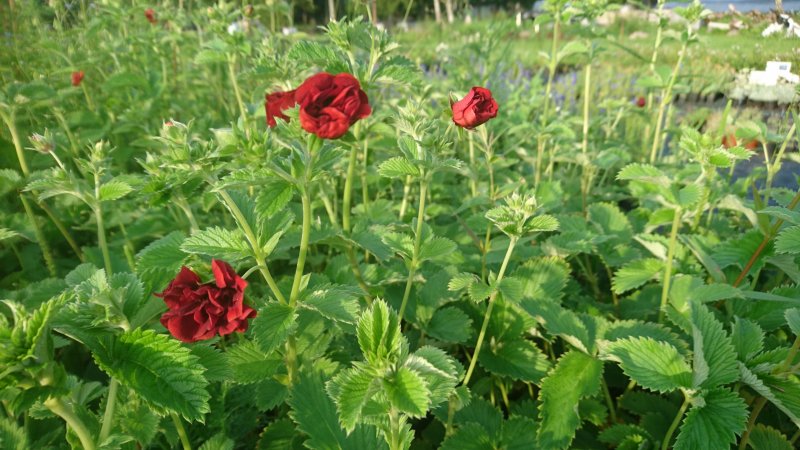 Potentilla 'Volcan' Maran